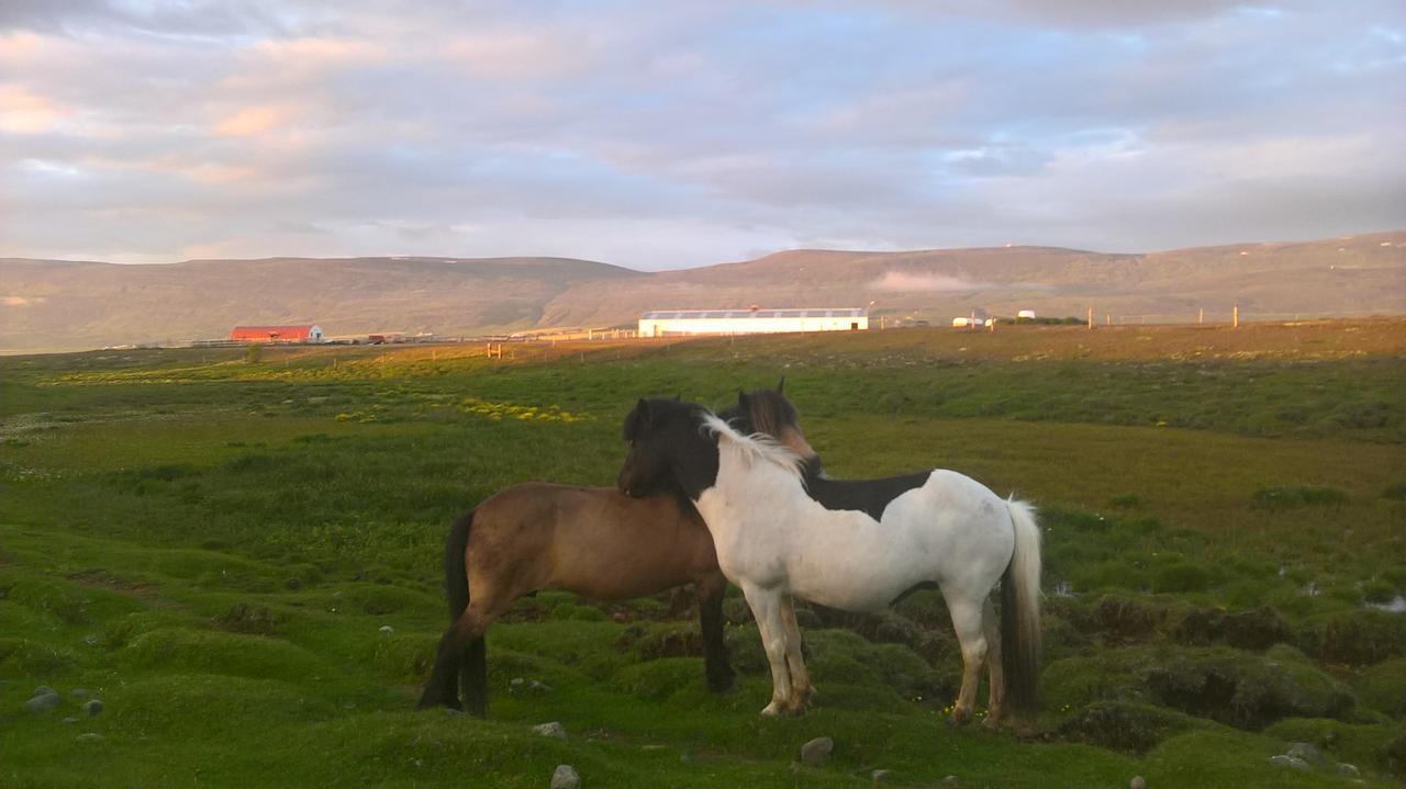 Glaesibaer 2 Guesthouse And Horsefarm Akureyri Exterior photo